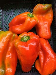 Beautiful closeup of red bell peppers. Vegetable. Basque Country.