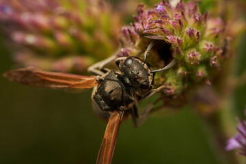 Closeup view of wasp on bloom