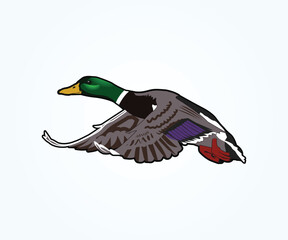 colorful  mallard flying duck graphic design, flying mallard duck vector illustration art