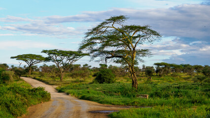 Paisaje africano
