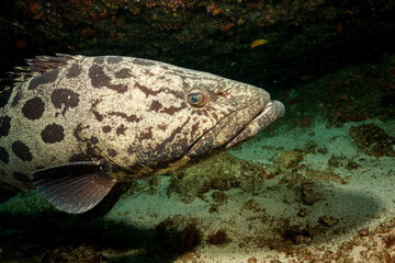 Mozambique, Inhambane, Tofo, Potato Cod, Grouper, Bass (Epinephelus tukula)