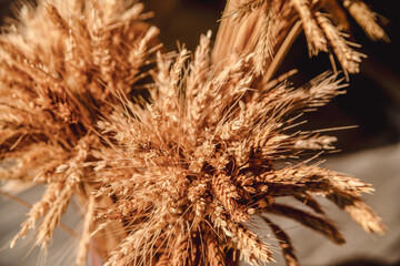 Wheat closeup, background. Healthy food. Agronomy