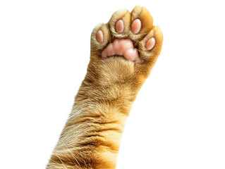 Close up of a ginger cat paw isolated on transparent background