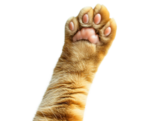 Close up of a ginger cat paw isolated on transparent background