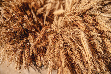 Wheat closeup, background. Healthy food. Agronomy