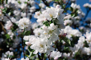 Obraz premium Pear blossom in the orchard. Spring white flowers on a tree. A branch of delicate white pear flowers in full bloom on a soft blurred natural background with a blue sky. Spring moments