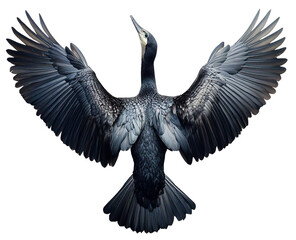 Obraz premium Cormorant bird with wings spread wide isolated on transparent background