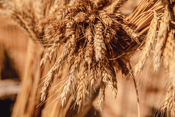 Wheat closeup, background. Healthy food. Agronomy