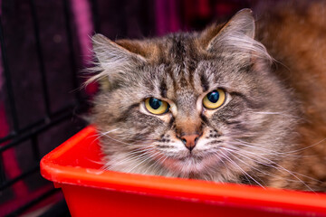 A fluffy cat sits in a red crate, looking attentively at the camera