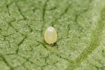 Monarch Butterfly Egg - Danaus plexippus