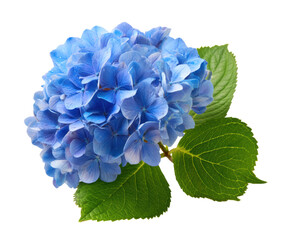 Beautiful blue hydrangea flower arrangement for decorations on a transparent background, cut out