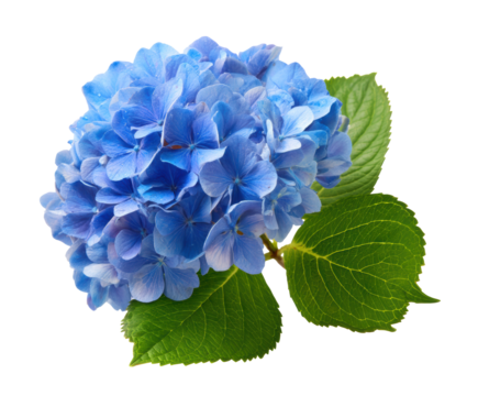 Beautiful blue hydrangea flower arrangement for decorations on a transparent background, cut out