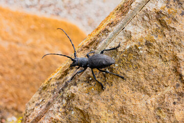 Morimus Asper