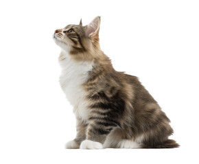 Majestic Maine Coon cat looking up with curiosity in natural light on a transparent background, cut out