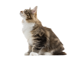 Majestic Maine Coon cat looking up with curiosity in natural light on a transparent background, cut out