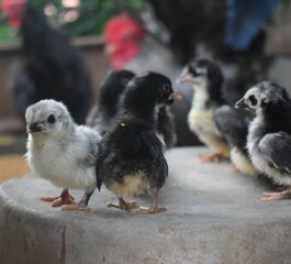 A group of adorable chicks, featuring a mix of white, black, and speckled plumage, huddle and explore a concrete surface, with a blurred background suggesting a farm setting.
