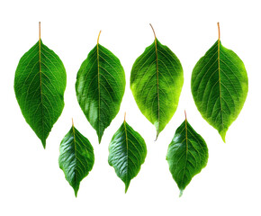 Collection of vibrant green leaves for natural design elements on a transparent background, cut out
