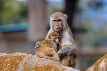 Rhesus macaque (Macaca mulatta) or Indian Monkey with cub in forest with cub.
