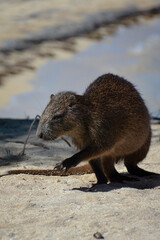 A curious hutia prowls along the sandy beach, sniffing around in search of food. Its brown fur contrasts with the light sand, and its small paws leave gentle prints behind. 