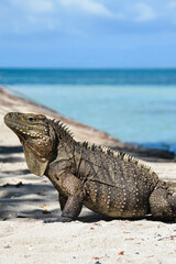 An iguana rests on warm sand, calmly basking in the sunlight. Its scaly skin blends with the...