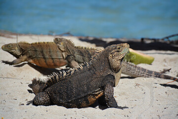 An iguana rests on sunlit sand, facing the warmth of the sun, with its scaly skin and strong limbs highlighted by natural light.