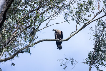 Grey-headed fish (Ichthyophaga ichthyaetus) eagle perching on tree at  corbett.
