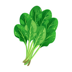 Vector illustration of a vibrant and leafy bunch of spinach with rich green tones on white background