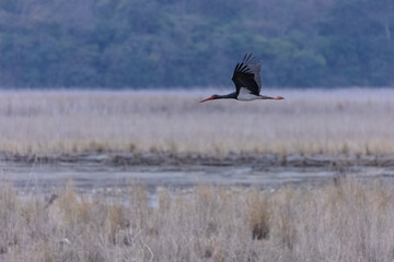 Black stork (Ciconia nigra) bird flying over river at jim corbett forest.
