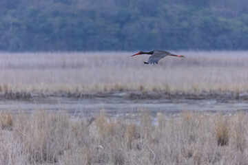 Black stork (Ciconia nigra) bird flying over river at jim corbett forest.