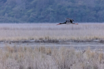 Black stork (Ciconia nigra) bird flying over river at jim corbett forest.