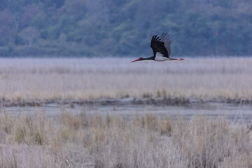 Black stork (Ciconia nigra) bird flying over river at jim corbett forest.