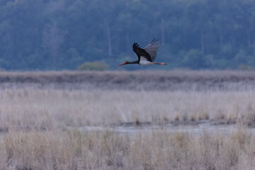 Black stork (Ciconia nigra) bird flying over river at jim corbett forest.