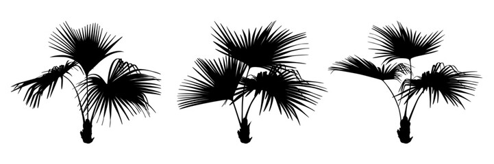 Collection of the black palm trees isolated on a white background. Desert and tropical houseplants. 
