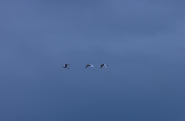 Obraz premium River tern (Sterna aurantia) fishing in the ram ganga river of jim corbett.