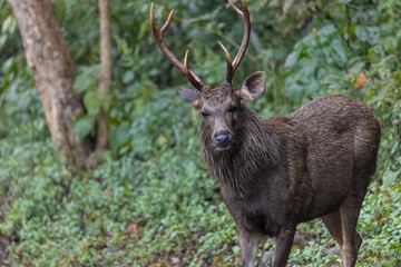 Sambar deer (Rusa unicolor) walking near river in the forest of Jim Corbett National park.