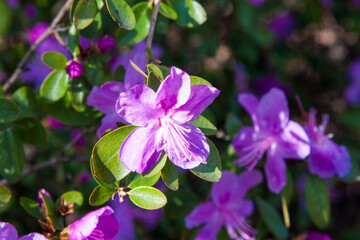 Purple rhododendron flowers. Charming bouquets of flowers with green leaves on the background of the silhouette of a flowering bush. The sun's rays create beautiful spots on the flowers