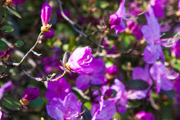 Fototapeta premium Purple rhododendron flowers. Charming bouquets of flowers with green leaves on the background of the silhouette of a flowering bush. The sun's rays create beautiful spots on the flowers