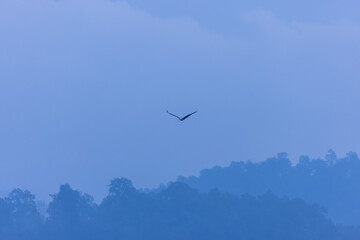 Grey-headed fish (Ichthyophaga ichthyaetus) eagle flying in sky for fishing.