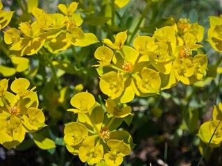 Obraz premium yellow flowers in the garden