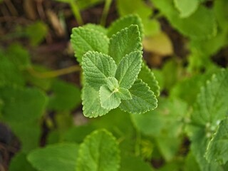 fresh mint leaves