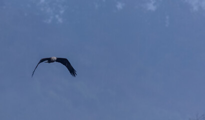 Grey-headed fish (Ichthyophaga ichthyaetus) eagle flying in sky for fishing.