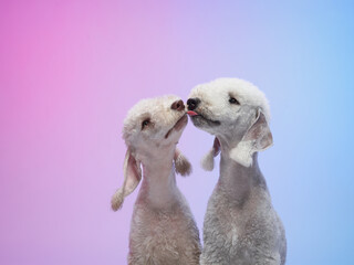 Two Bedlington Terriers press their noses together in a moment of closeness against a softly...