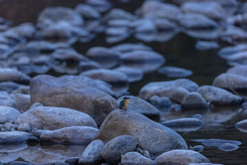 Common Kingfisher (Alcedo atthis) bird perched on tree branch near water body.