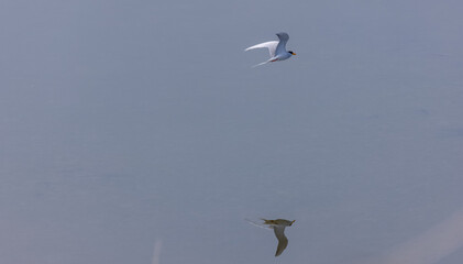 River tern (Sterna aurantia) fishing in the ram ganga river of jim corbett.