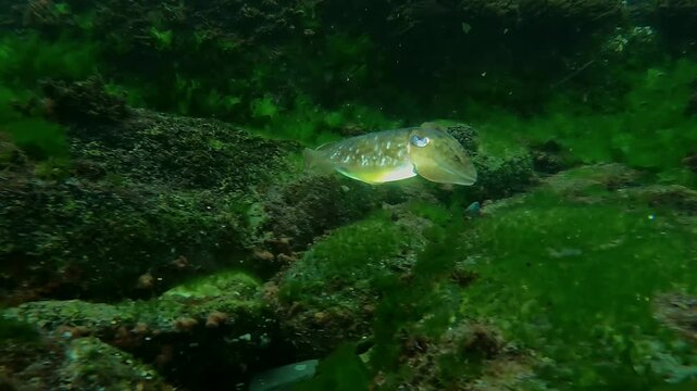 cuttlefish in underwater shoot  swimming illuminated by underwater flashlight in Atlantic ocean in Spain, Europe; 4k video footage