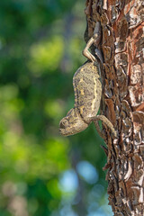 A chameleon climbing a tree branch. Chamaeleo chamaeleon.