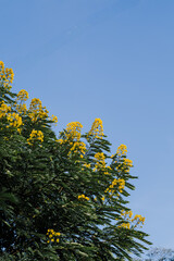Senna Spectabilis, also known as the golden wonder tree against a clear blue sky