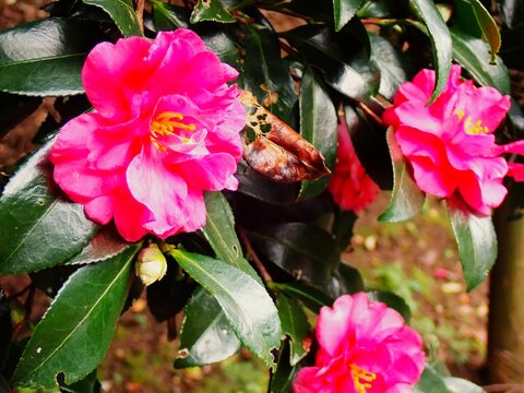 Camellia japonica in Oshima, Tokyo, Japan