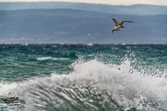 Seagull at the Storm