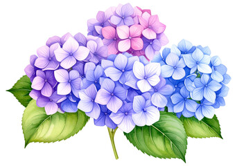 紫陽花の水彩画イラスト素材